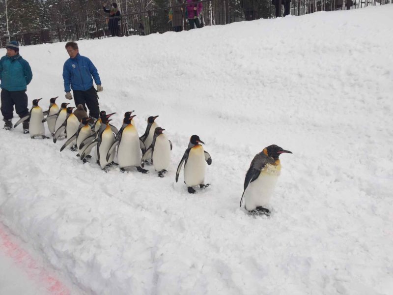 散歩するペンギン達