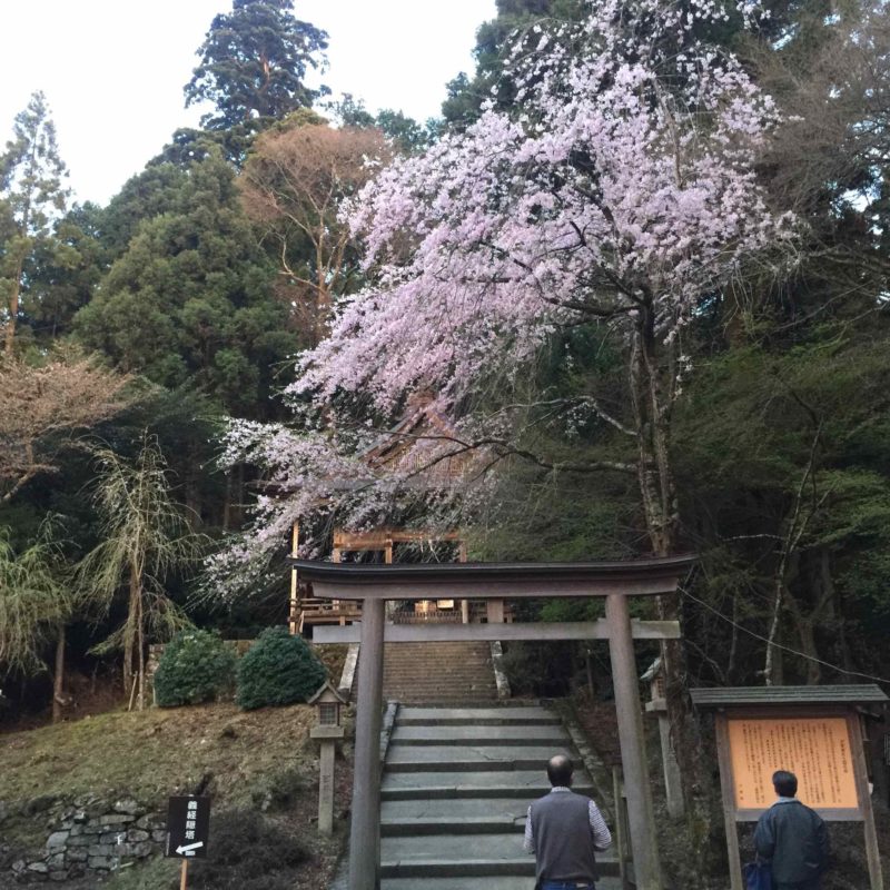 金峯神社のしだれ桜